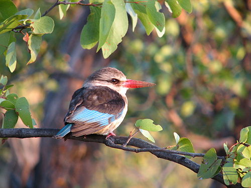 Brown-hooded kingfisher